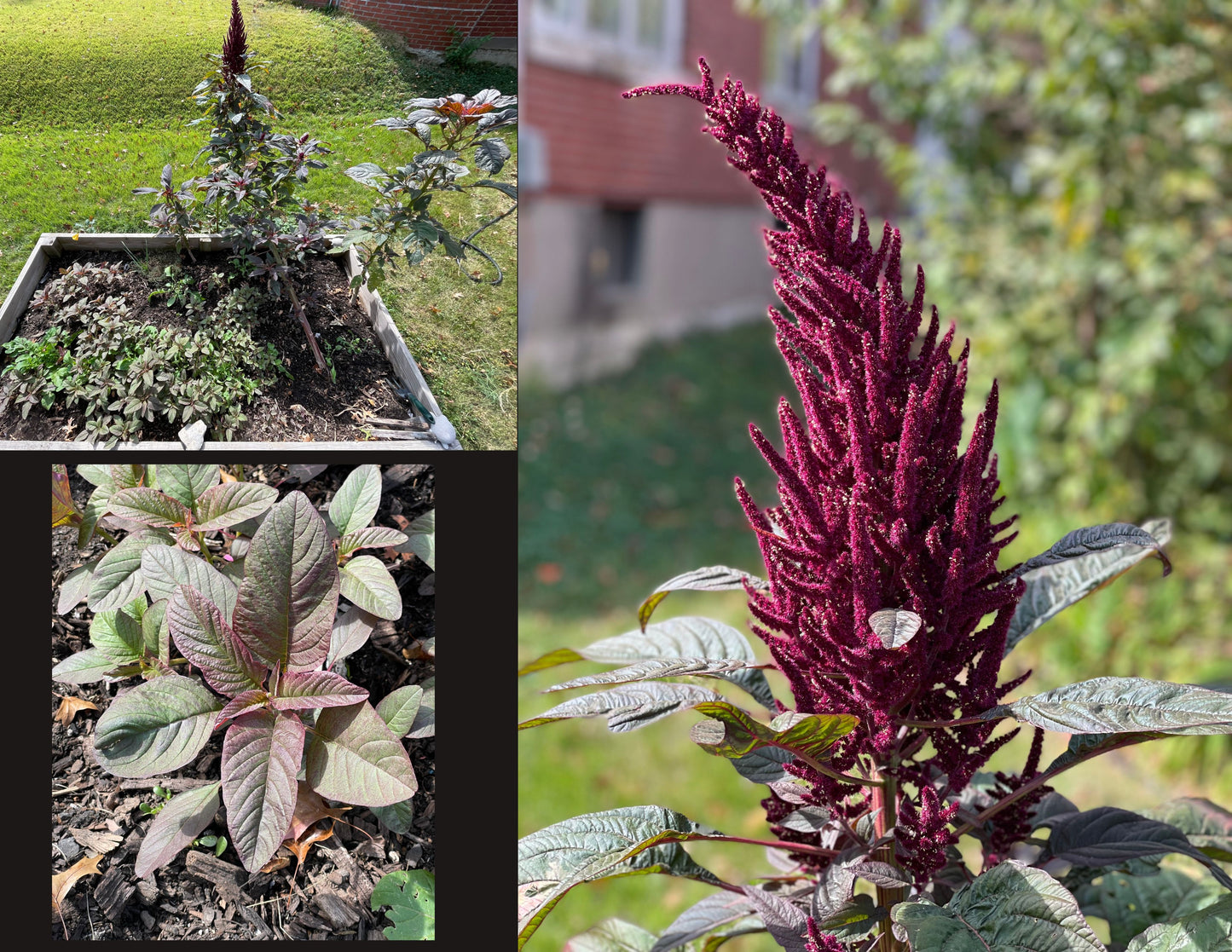 GREEK AMARANTH (VLEETA) SEEDS