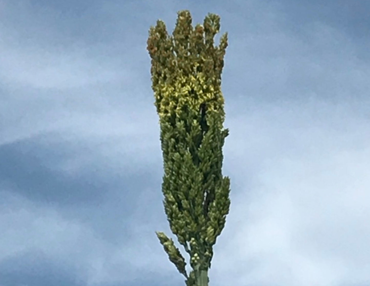 SORGHUM CANE SEEDS