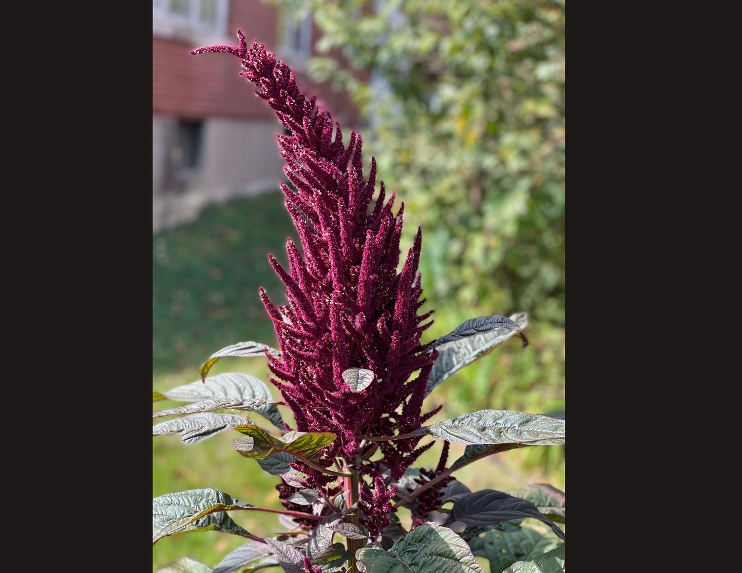 GREEK AMARANTH (VLEETA) SEEDS