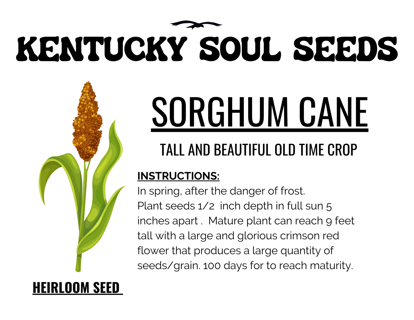 SORGHUM CANE SEEDS