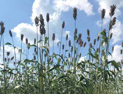 SORGHUM CANE SEEDS