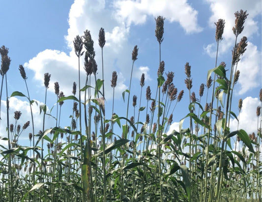 SORGHUM CANE SEEDS