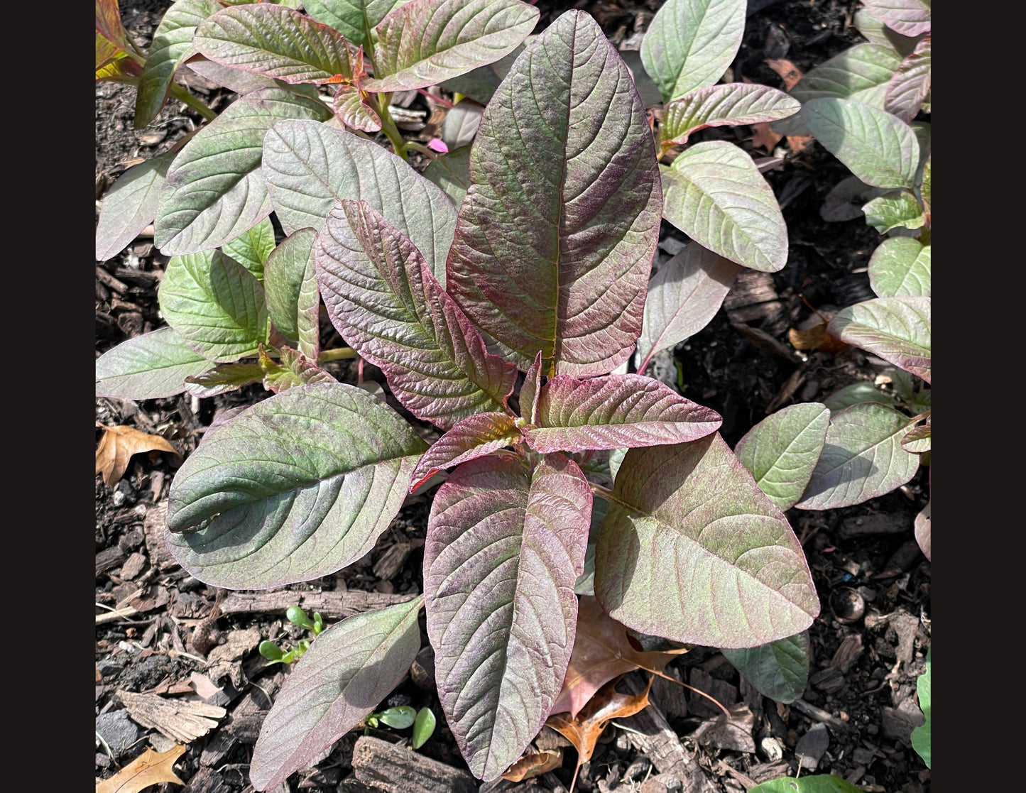 GREEK AMARANTH (VLEETA) SEEDS