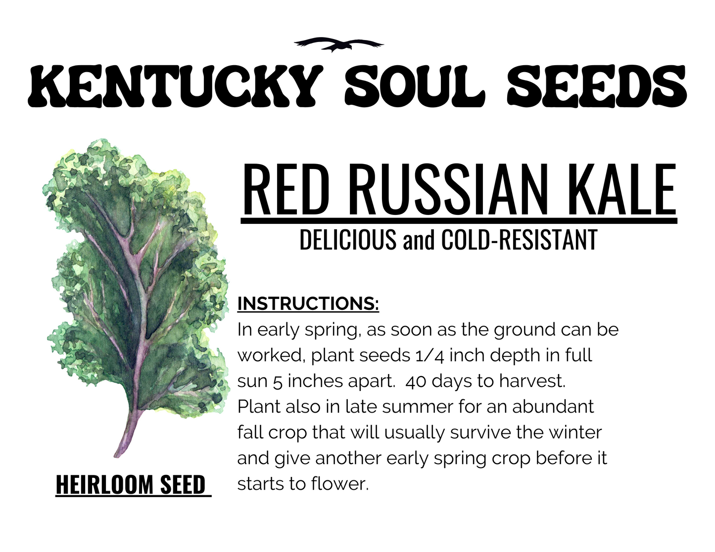 RED RUSSIAN KALE SEEDS