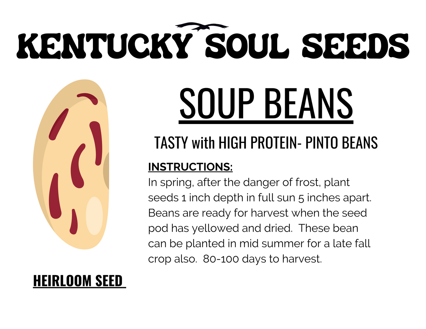 SOUP BEAN (PINTO) SEEDS