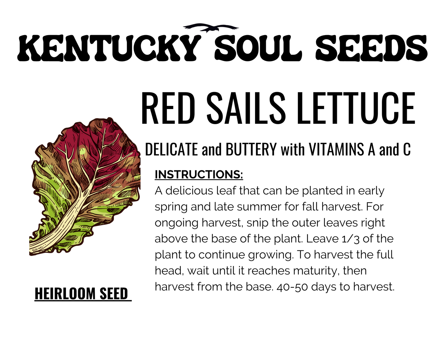 GREENS KIT: LETTUCE, KALE, and GREEK AMARANTH