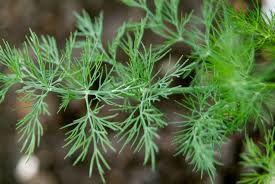 MAMMOTH DILL SEEDS