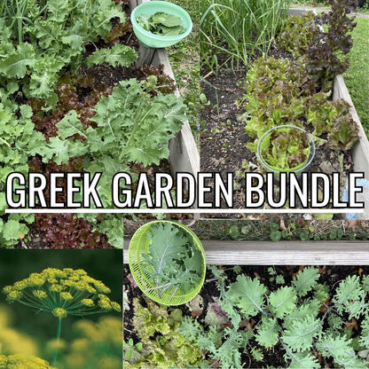 GREEK GARDEN BUNDLE: LEAF LETTUCE, 2 types of KALE, and DILL SEED!