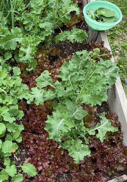 SIBERIAN KALE SEEDS