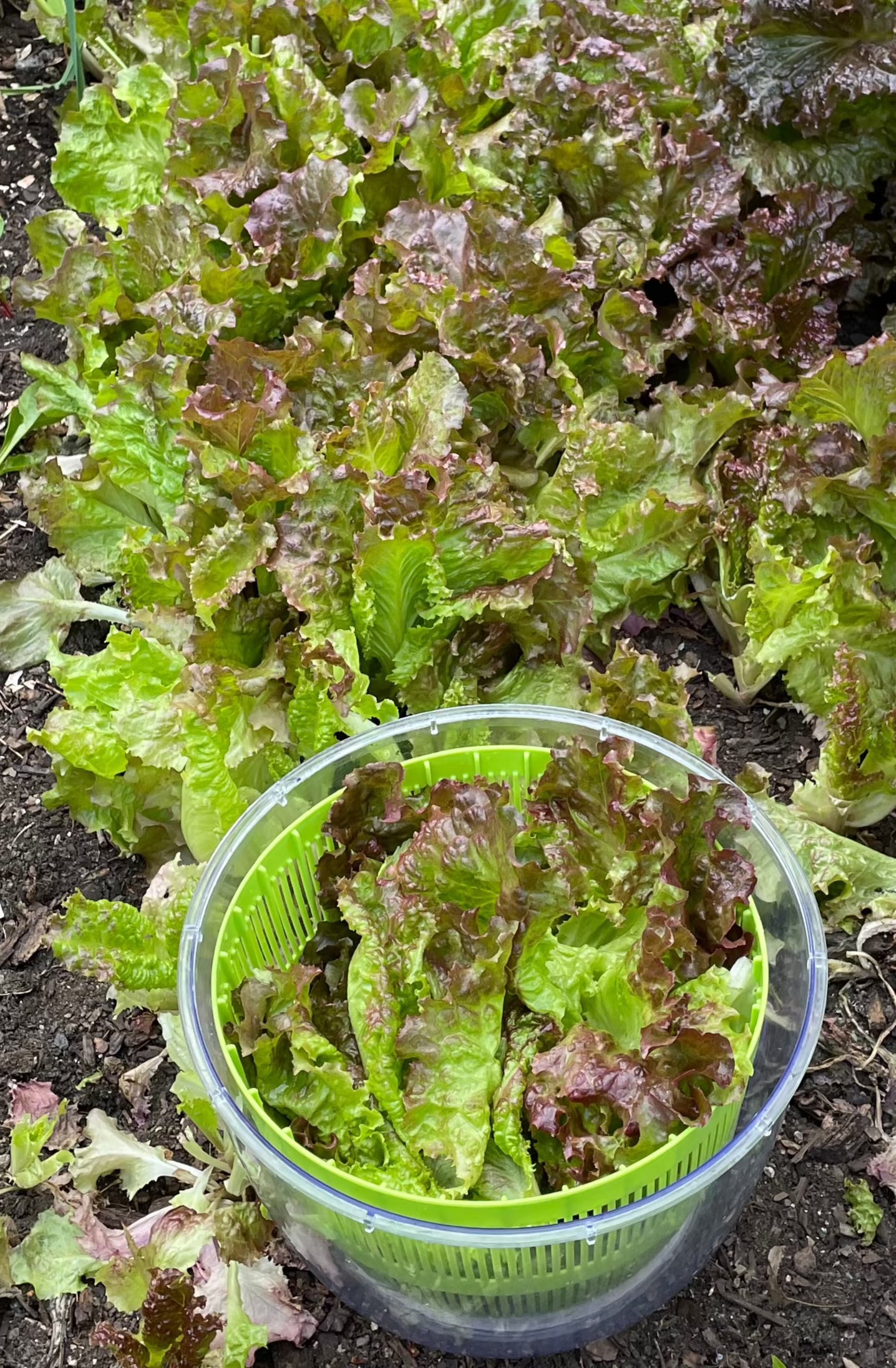RED SAILS LETTUCE SEEDS