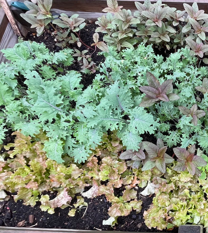 GREENS KIT: LETTUCE, KALE, and GREEK AMARANTH