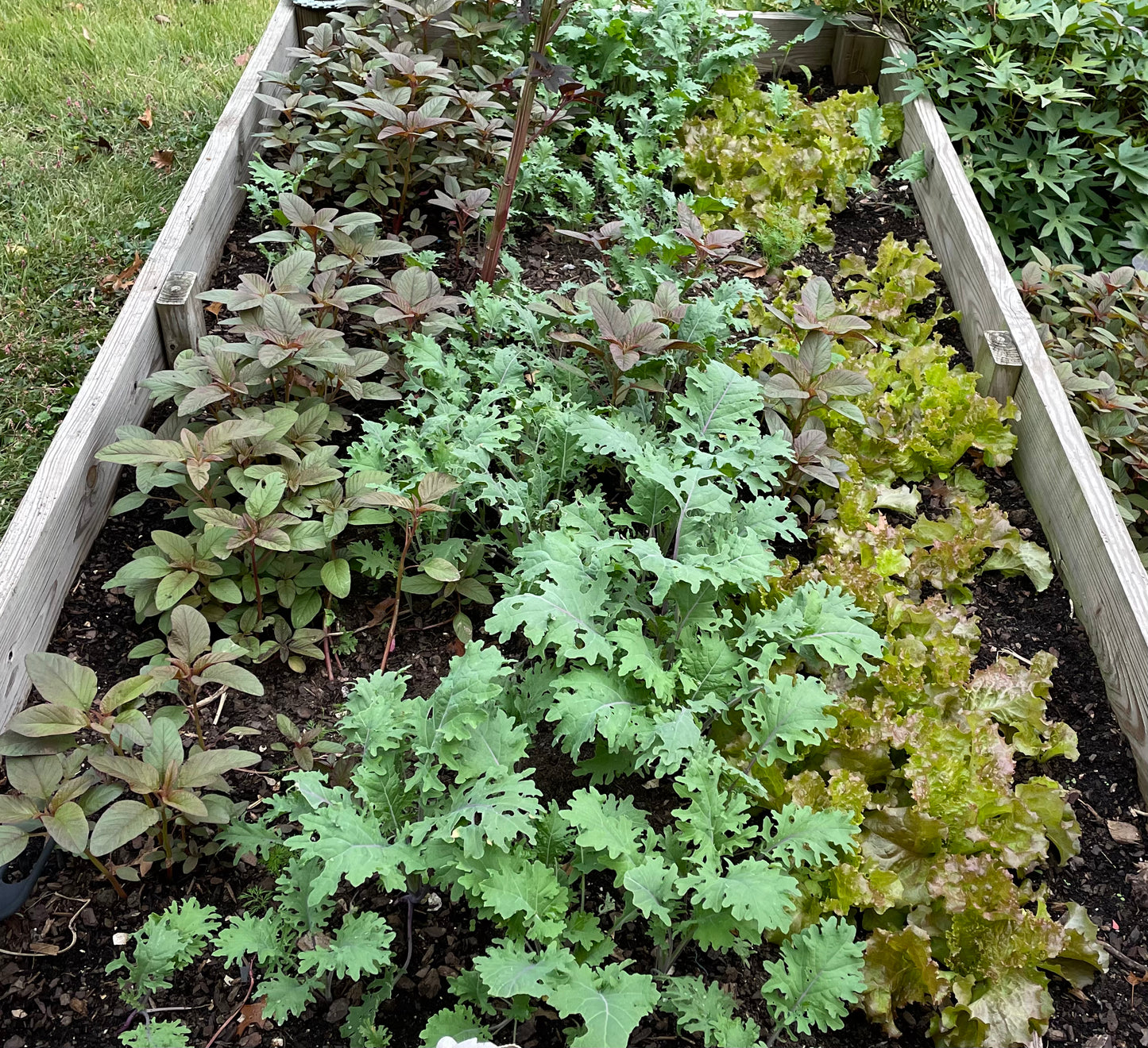 GREENS KIT: LETTUCE, KALE, and GREEK AMARANTH