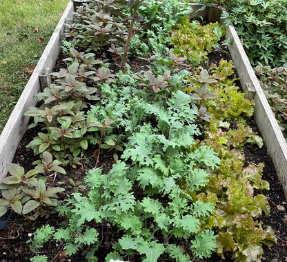 GREENS KIT: LETTUCE, KALE, and GREEK AMARANTH