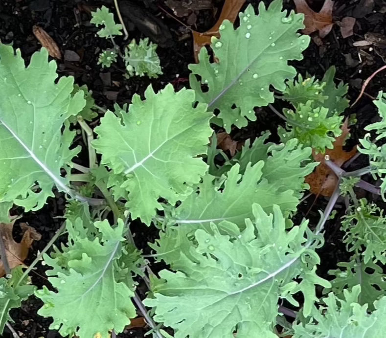 RED RUSSIAN KALE SEEDS