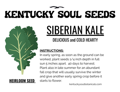 GREEK GARDEN BUNDLE: LEAF LETTUCE, 2 types of KALE, and DILL SEED!