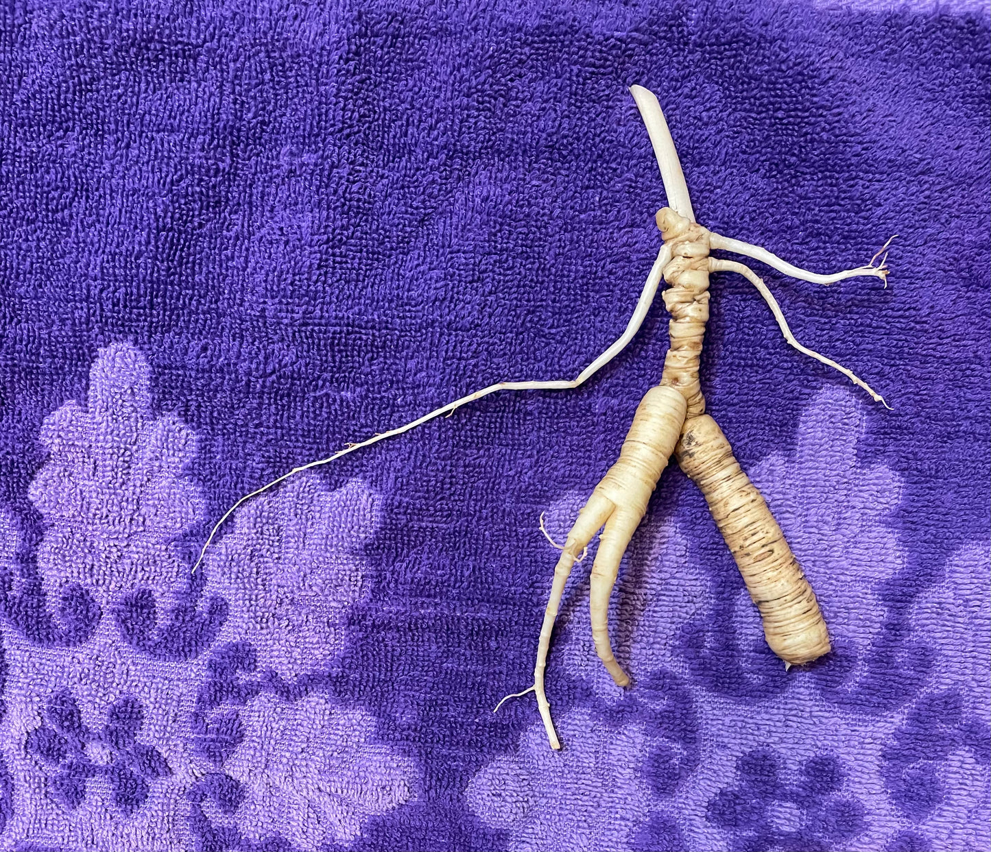 WILD GINSENG TINCTURE