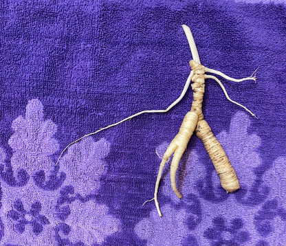 WILD GINSENG TINCTURE