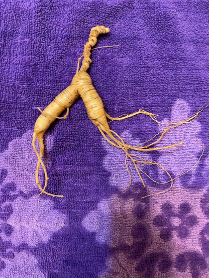 WILD GINSENG TINCTURE
